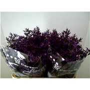 image фото Limonium Safora Dark Blue - лимониум оптом купить цветы и растения из Голландии, Германии, Италии, Испании, Дании, Эквадора, Колумбии, Азии, Африки, Израиля, Китая, Тайланда, Тайваня с доставкой по Украине в: Киев, Львов, Черкассы, Кировоград, Полтава, Ровно, Днепропетровск, Запорожье, Харьков, Кривой Рог, Днепр, Одесса, Николаев, Херсон, Умань, Кропивницкий